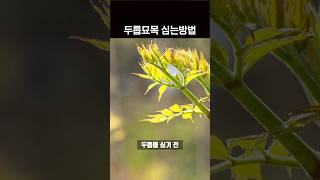 두릅묘목 심는방법 이렇게 하면 성공합니다. 1분 농사정보 #shortsvideo