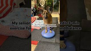 My senior dog's exercise routine #shorts #canineconditioning #caninefitness ne