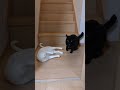 黒猫さんケンカ中に冷静になる short