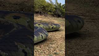 Anaconda Snake Chasing #shorts #short #anaconda #snake #bigsnake #nagin #saamp #pythonsnake