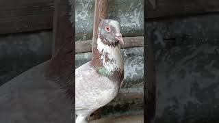 অরজিনাল পায়রার একটি নর#viral #viralvideo #youtubvideo #kobutor