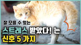 고양이를 괴롭게 만드는 일상 속 스트레스 행동들 l 고양이의 스트레스 신호 l 해결 방법 l