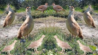 Dakhni teetar ki awaaz male female partridge voice teetar chicks jungali teetar sound teetar awaz