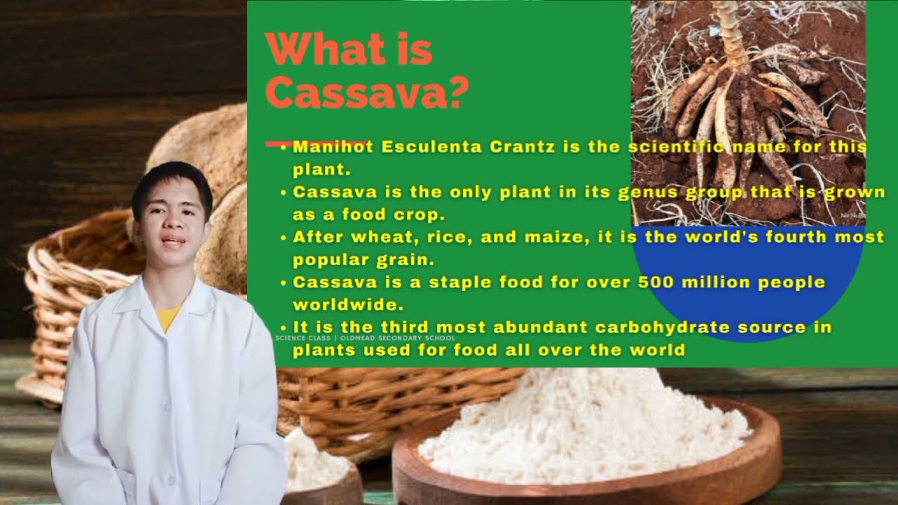 Cassava Biofuel Crop | Ethanol-Biofuel From Cassava - YouTube