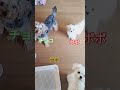 【マルチーズ9ヶ月のポポ】ちょーだいアピール　 マルチーズ マルチーズのポポ 9ヶ月 極小犬 ミックス犬 マルポメ マルポメのラテ ヨープー ヨープーのチョコ dog mix 日常 成長