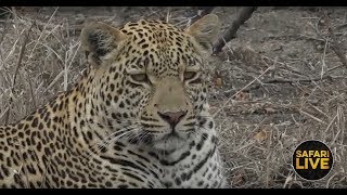 safariLIVE - Sunrise Safari - October 28, 2018