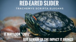 The wonder and dismay of Red-Eared Sliders