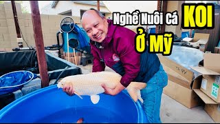 Làm Giàu Với Nghề Nuôi Cá Koi Ở Mỹ