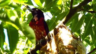 朱鸝育雛   Maroon oriole brooding , Taiwan 24/06/2016