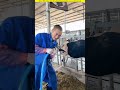 a long pipe was inserted into the cow s mouth।🧐 shortvideo amazingfacts