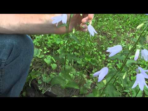 How do you identify Campanula?