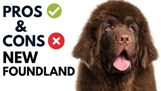 Newfoundlands Dog Breed Pros and Cons | Newfoundlands Advantages and Disadvantages