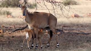 Nilgai mother hunting with her calf with milk drinking #Nilgaihunt