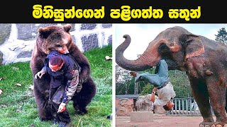 මිනිස්සුන්ගෙන් සත්තු පළිගත්ත අවස්ථා | Unexpected Animal Attacks | Neth Aruma | Sinhala