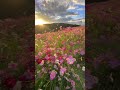 広島県「花の駅せら」の夕焼けとコスモス 📲2024 10 10 sunset and cosmos flowers at hana no station sera shorts nature