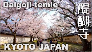 Kyoto (京都) Walking, Cherry Blossom of Daigoji temple (醍醐寺の桜) - World Heritage Site (世界遺産) [4K] POV