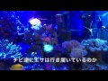 海水魚水槽60cmエサやり風景〜ナンヨウハギの食欲がスゴイ！〜