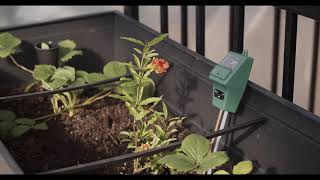 Dwarf Pomegranate Flowering Timelapse (4K)