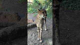 チーター / Cheetah (Shorts) -- よこはま動物園ズーラシア / Yokohama Zoo \