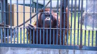 【もぐもぐタイム（ガイド）】ボルネオオランウータン（ジャック）@旭山動物園20220518