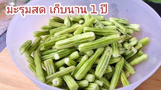 เก็บมะรุมสด ให้อยู่ได้นาน 1 ปี |แค่เลchannel