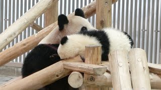 強引に起こされる彩浜🌈 もう帰る時間だよ🐼 #アドベンチャーワールド🐼