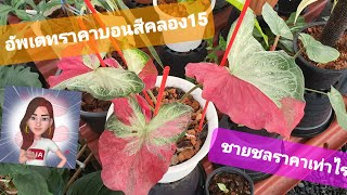 ตามเช็คราคาบอนสีคลอง15ว่าแรงส์แค่ไหน?