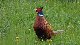 Ptice Hrvatske - Fazan, mužjak (Phasianus colchicus) (Birds of Croatia - Pheasant, male) (1/2)