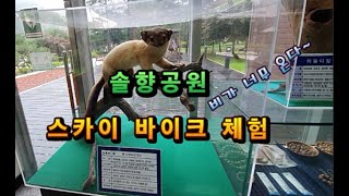 #솔향공원#소나무#도깨비#정이품송#속리산 힐링잉꼬tv[vlog] #87 솔향공원\u0026스카이바이크 체험