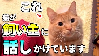 愛猫は飼い主にどんなことが伝えたい？鳴き声から分かる猫の気持ちとは？【猫の心理・行動・仕草】