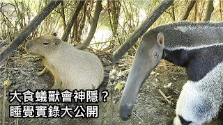 大食蟻獸會神隱？睡覺實錄大公開