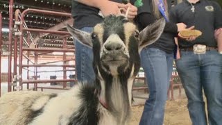 Special Hearts Livestock Show gives kids with special needs a day to remember