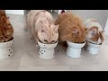 【猫4匹】猫夢中！オススメ猫じゃらしをご紹介します 猫じゃらし 定番 オススメ