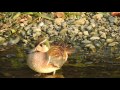 baikal teal トモエガモ