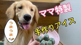 手作りアイスを食べる愛犬の姿が可愛すぎたww【ゴールデンレトリバーまろん】