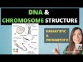 DNA and CHROMOSOMES - A-level Biology DNA and CHROMOSOMES in eukaryotic and prokaryotic cells