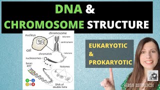 DNA and CHROMOSOMES - A-level Biology DNA and CHROMOSOMES in eukaryotic and prokaryotic cells