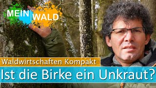 🌳📉Der schlechte Ruf der Birke in der Waldwirtschaft - Gerechtfertigt?