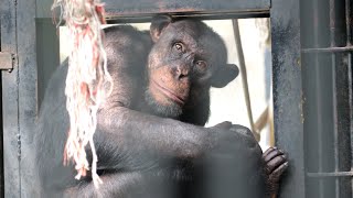 タンゴたちの朝の出撃（Morning of Tango）　宇都宮動物園　チンパンジー　202210