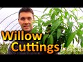 Rooting 