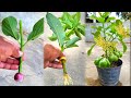 How to cut avocado to grow roots 100% onion root help