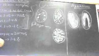 Leukocytes Part 3.wmv