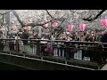 東京の桜満開　中目黒　目黒川の花見客　２０１６．３．３１　ohanami sakura