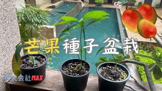 芒果種子盆栽 | 芒果吃完種子不要丟 很容易就能長出一顆小芒果樹 - 株式会社Max