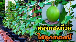 🤠การคัดและแขวนลูกเมล่อนหลังผสม 4-6 วัน🍀🍈|เฟิร์สช๊อย channel