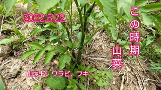 【北海道上川】2022.5.22  この時期の山菜。