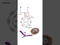 Ceiling fan winding diagram #shorts #viral #youtubeshorts #shortvideo #viralvideo #electronic