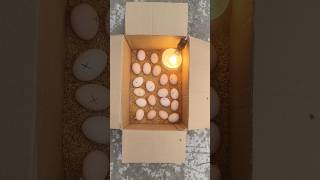 How to make incubator Chicken in home real box DIY