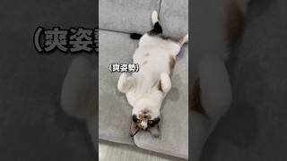 霸佔沙發的貓｜翻肚的貓｜抓貓肚｜可愛貓咪｜貓咬人｜ #cat #貓咪