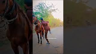 kathiyawad horse love bapu dayro||Horse tramples crowd duringa weddingin Amreli, video goes viral